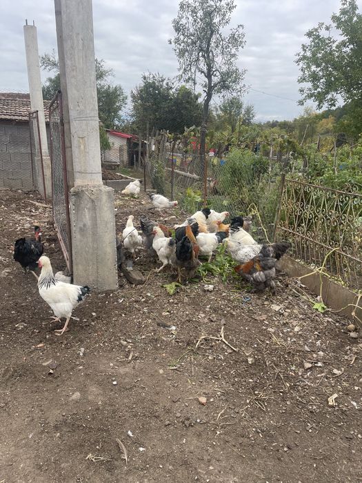 Păsări de curte: cocoși Brahma (6 luni) și curcani (1 an)