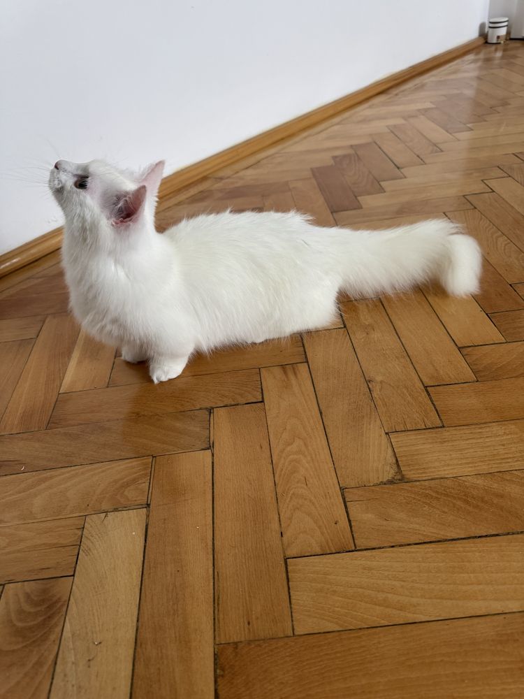 Motanel Munchkin cu pedigree