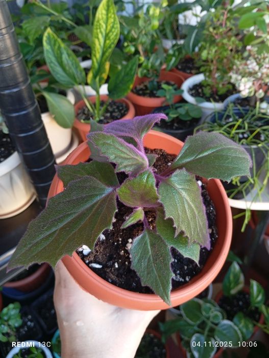 Комнатные растения продам