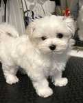 Bichon maltez.   .