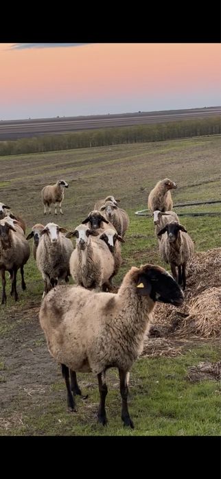 Vand 50 oi , tinere si bine intretinute , se pot da separat sau la buc