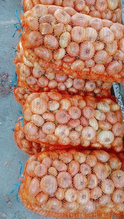 Ceapa galbena românească