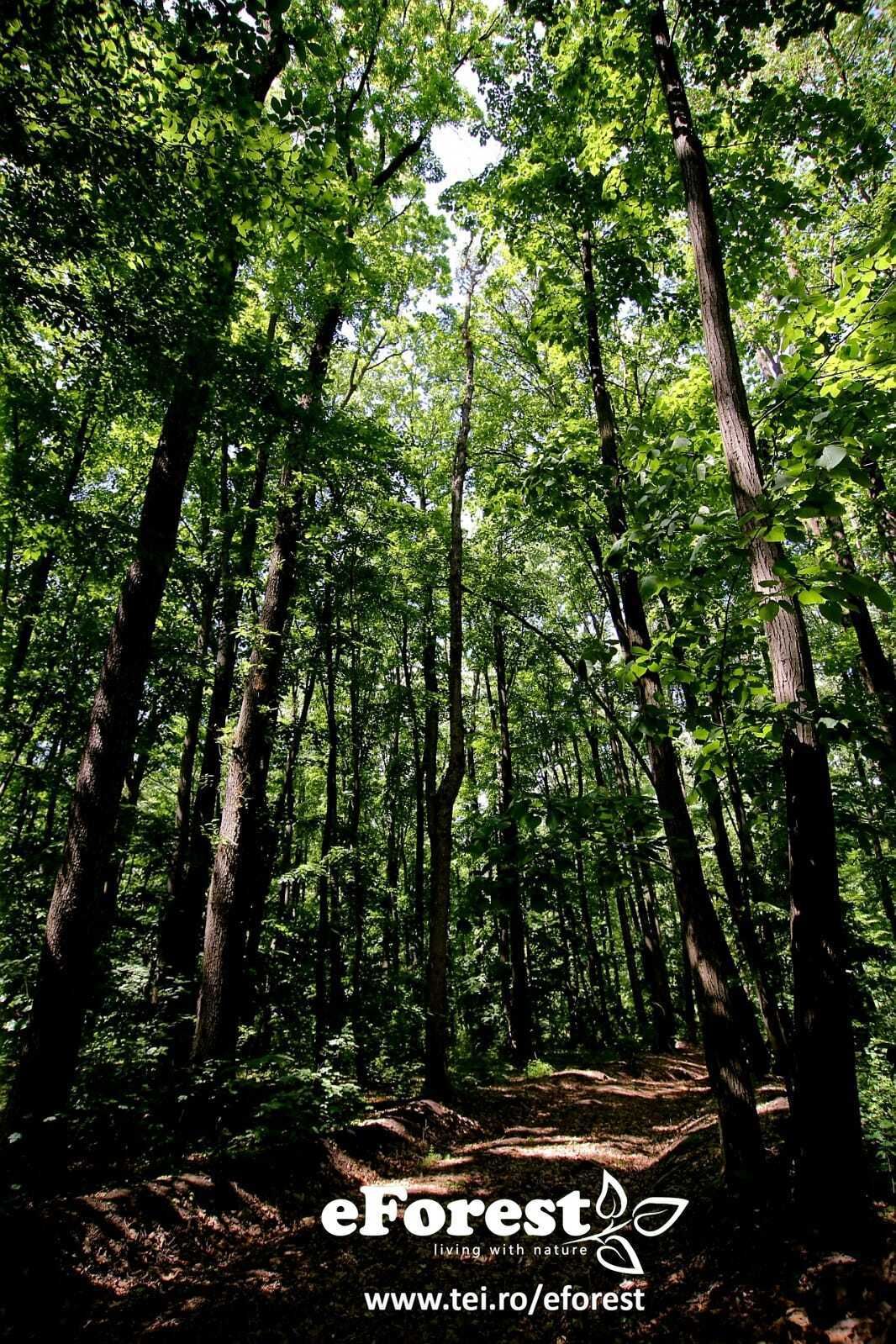 eForest 2 , loturi de teren la padure, Crevedia