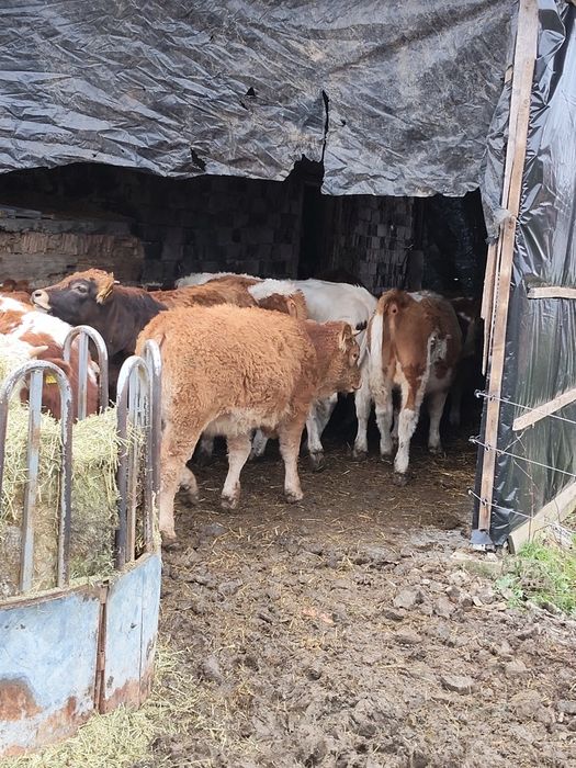 Vând vitei de limousine și baltata