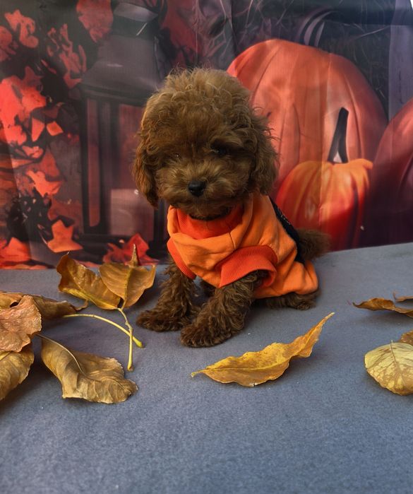 Пудел той/Toy poodle/Момчета 100% той