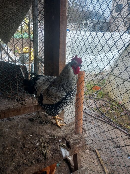 Петли и пуйки и пуяци