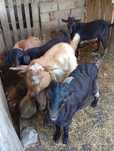 Animale domestice