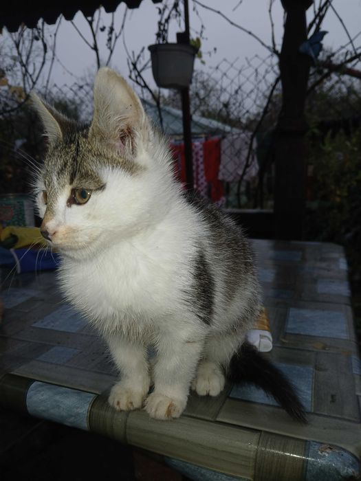 Donez pisici mici si dragute.