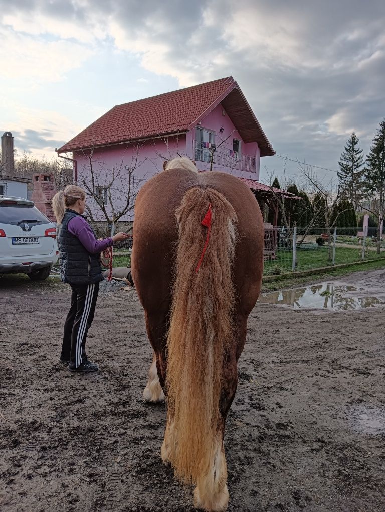 Armăsar de montă,sânge rece unguresc.