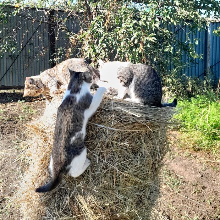 Кошки, в хорошие руки! Стерелизацю прошли!