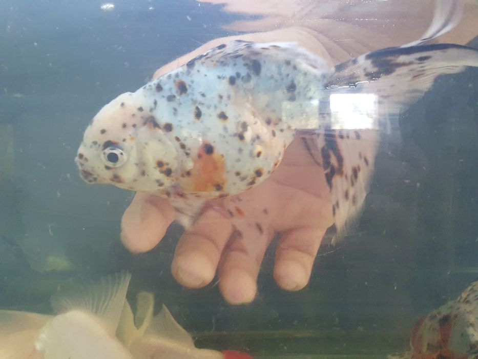 Carasi Oranda, Calico maturi, diferite culori