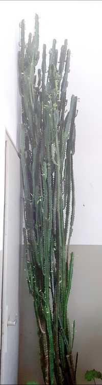 Многогодишен кактус, с височина 2 метра.Кактус