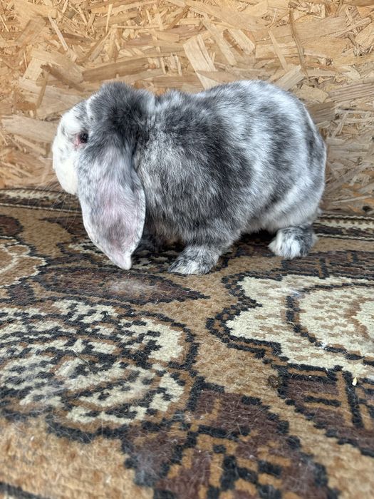 Iepuri berbec german