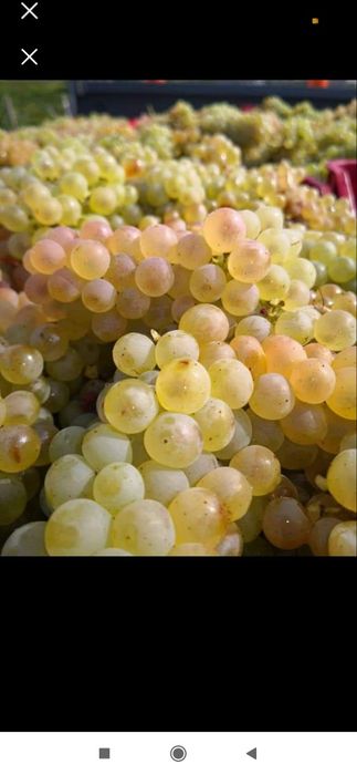 Struguri de vin  producție 2024