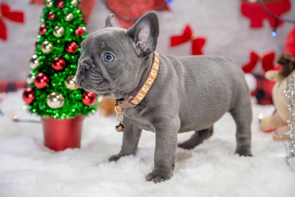 bulldog francez lilac