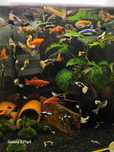mix guppy diverse culori