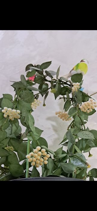 Комнатные растения неприхотливые