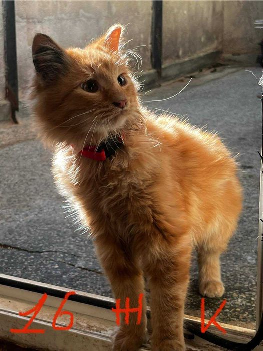 Спешно - Домашни котки се нуждаят от Приемен / Постоянен дом