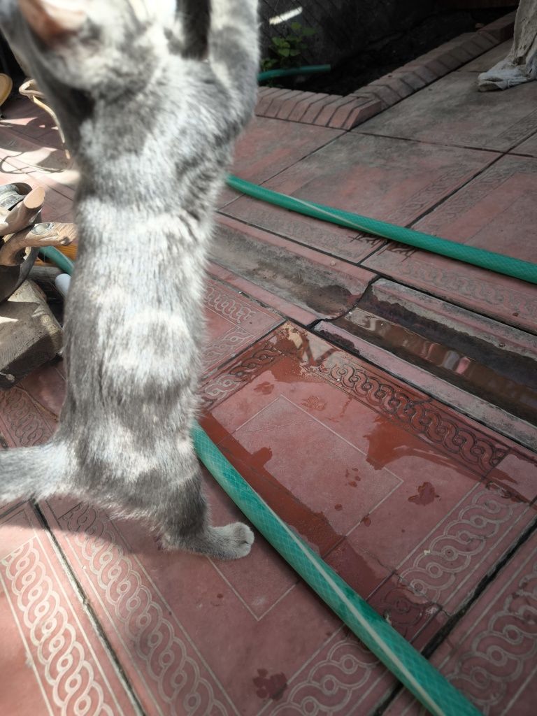 Вислоухий котёнок скотиш страйт