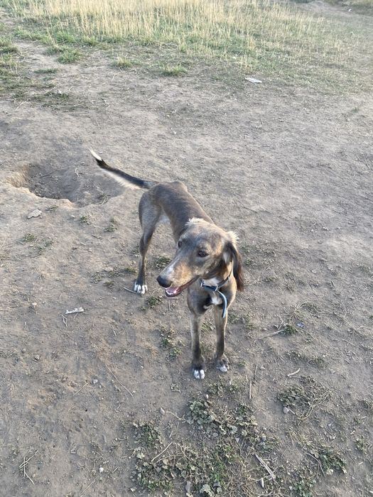 Тазы иттер сатылады