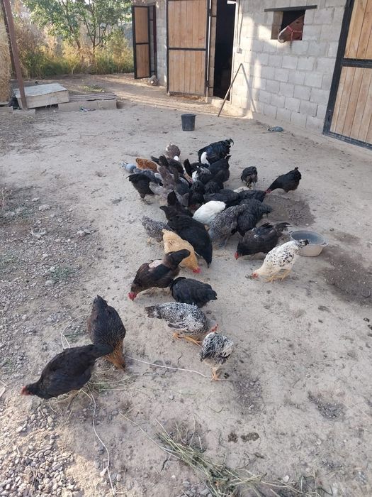 Домашние куры продажа