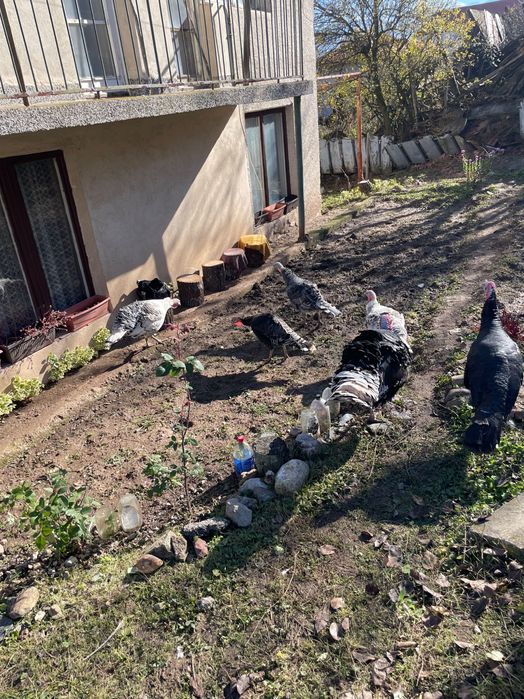 Домашни пуйки. За разплод и месо.