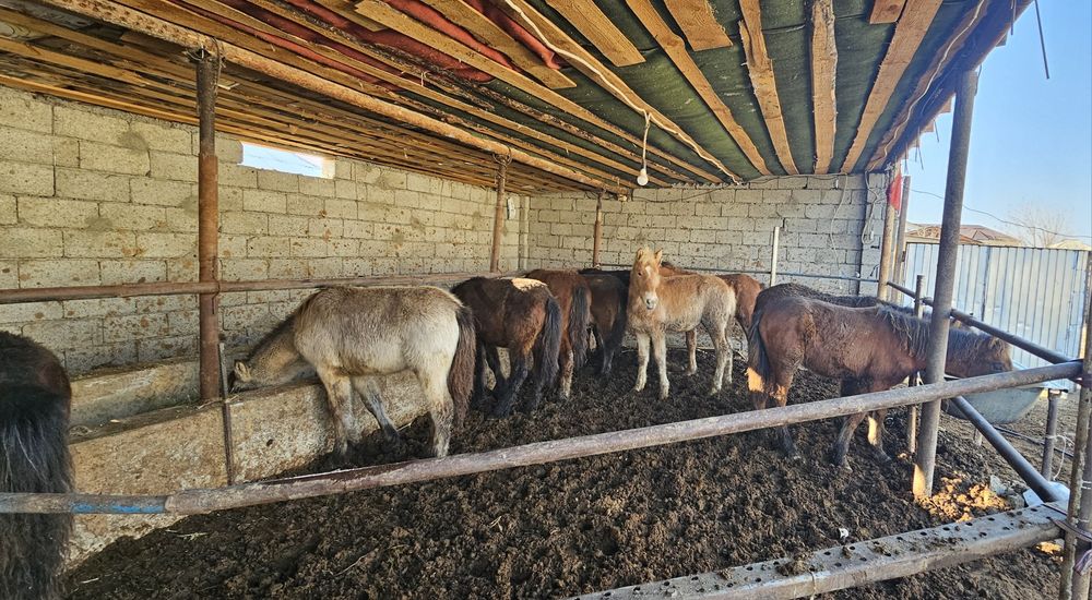 Жабағылар сатылады  10 бас денелері ірі