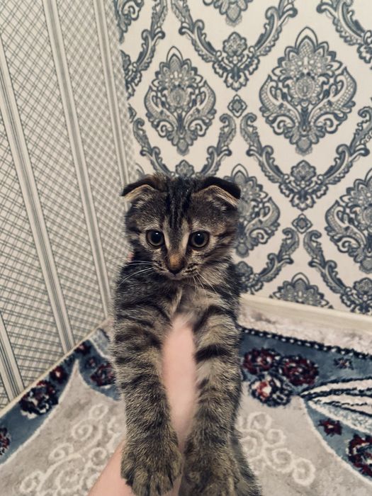 Шотландский котенок
