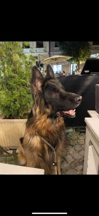 Pui Ciobănesc German cu PEDIGREE,  linie de show