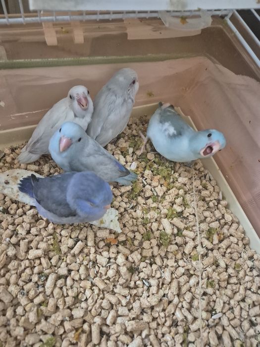 Păsări absolut încântătoare!!! Papagali FORPUS COELESTIS