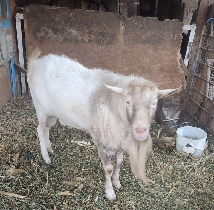 Vând țap din rasa sannen