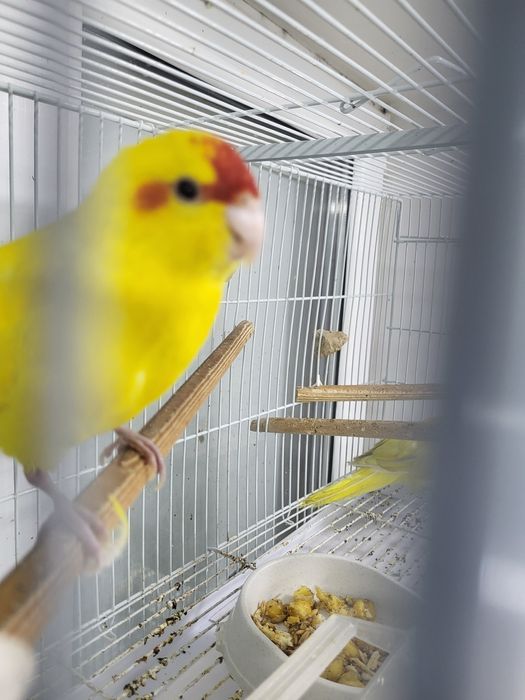 Пара какариков желтых