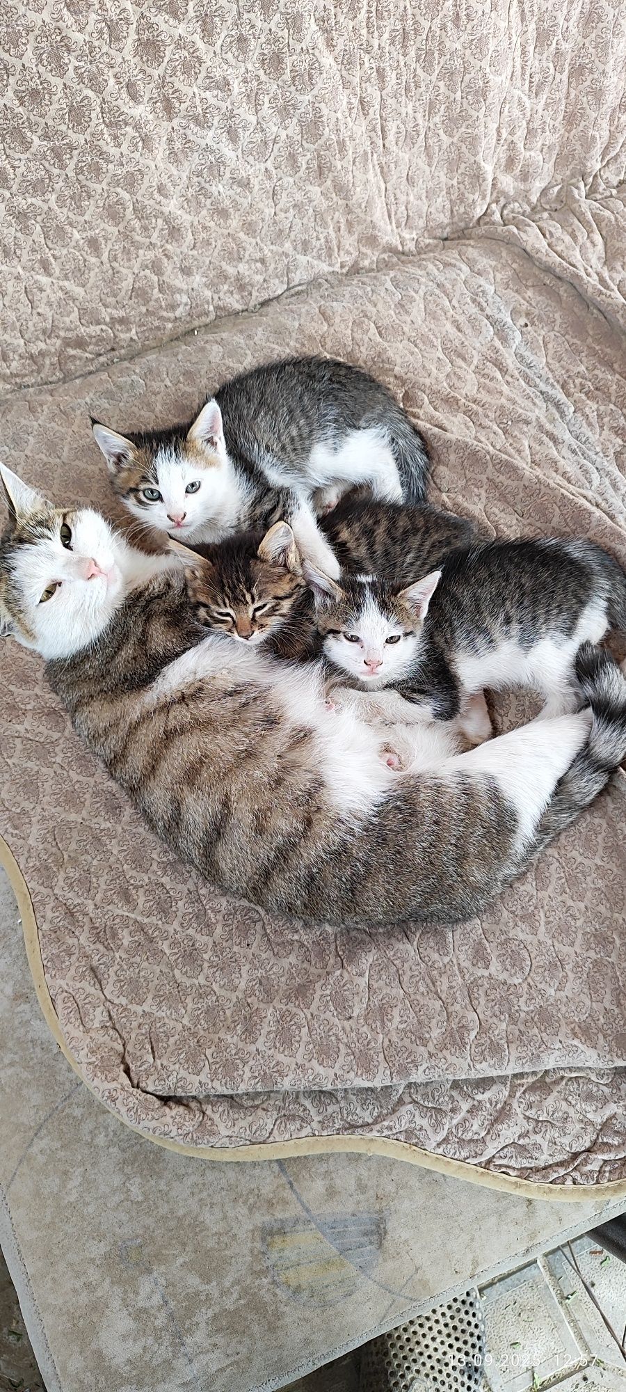 Бесплатно котята в добрые руки
