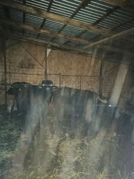 Vand viței de bivol