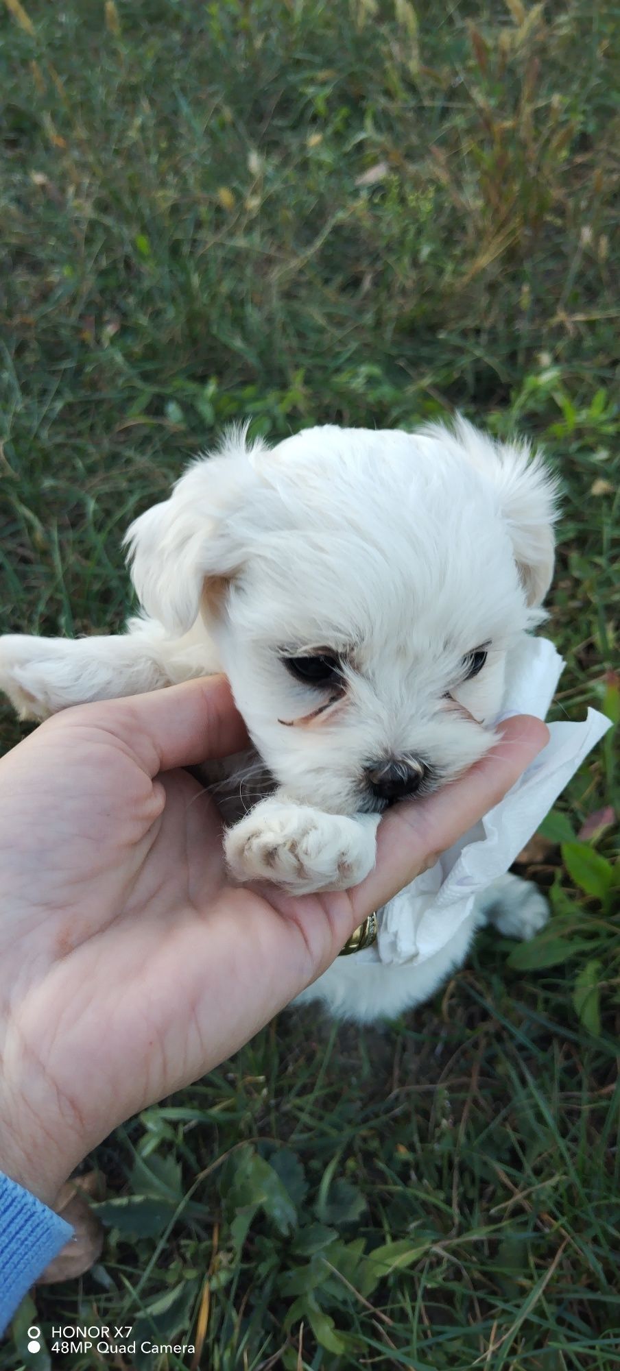 Puiuți BICHON Maltez