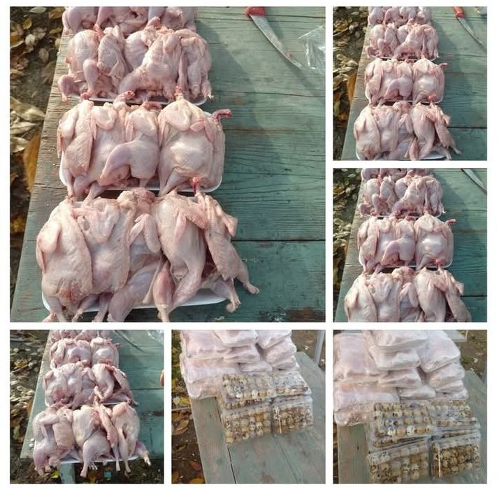 Oua murate,oua incubat