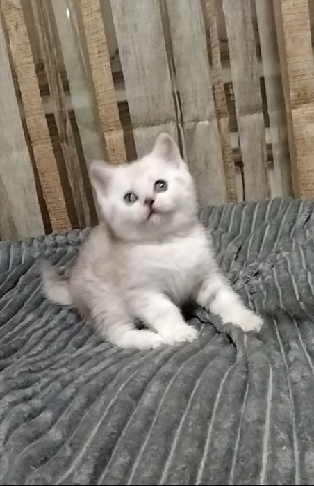 Шотландские мальчики. Скоттиш страйт.