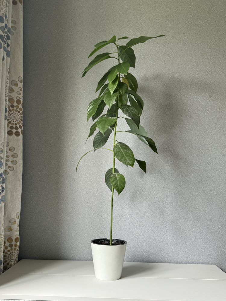 авокадо растение