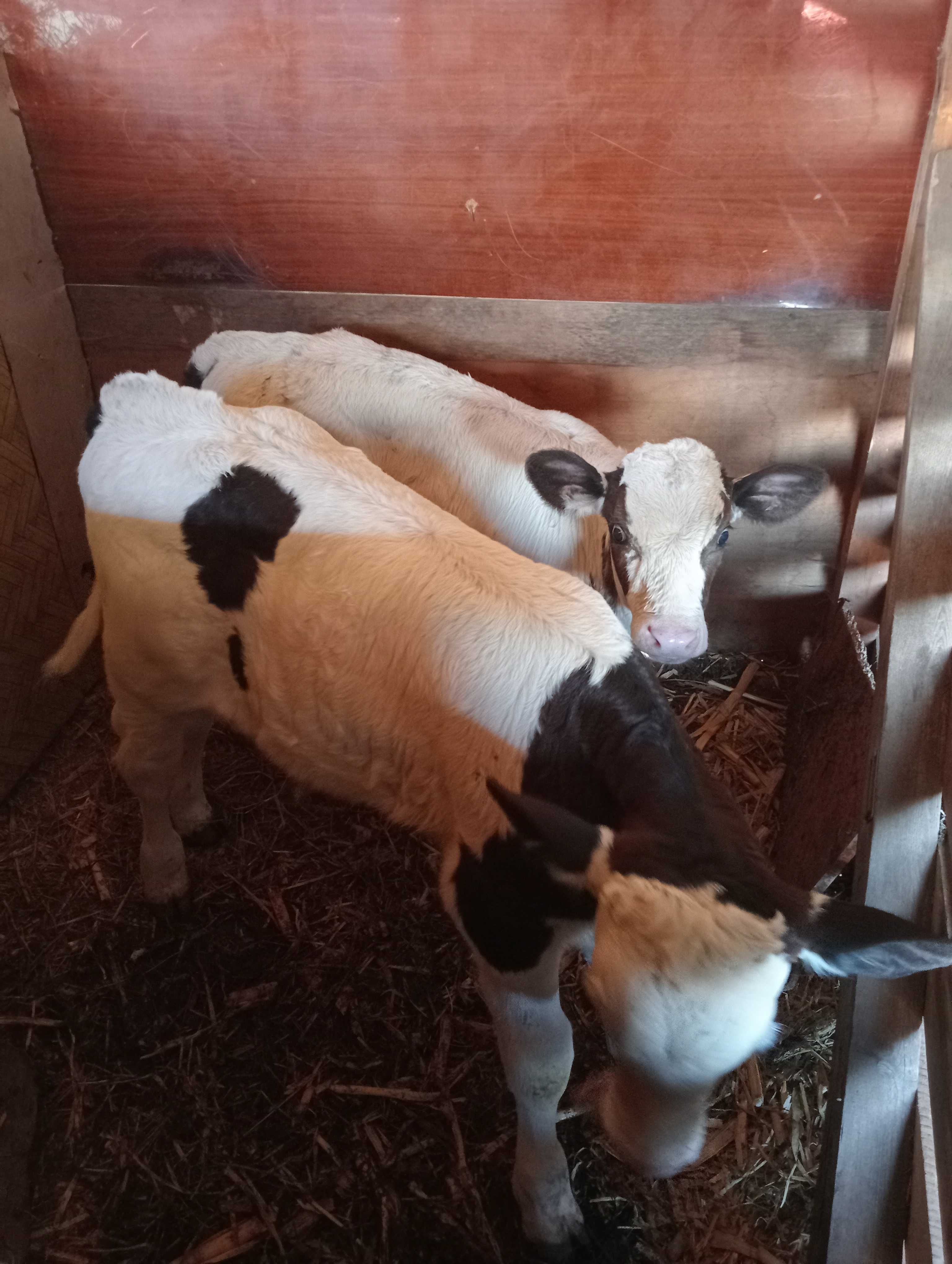 Vacă a 2 fătare cu vițel lângă ea