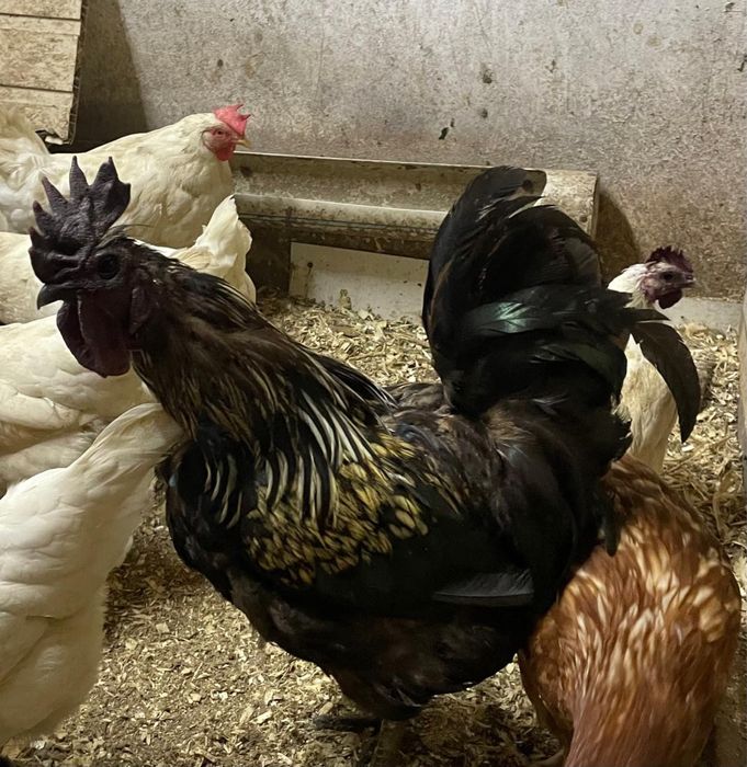 Продам петуха черного