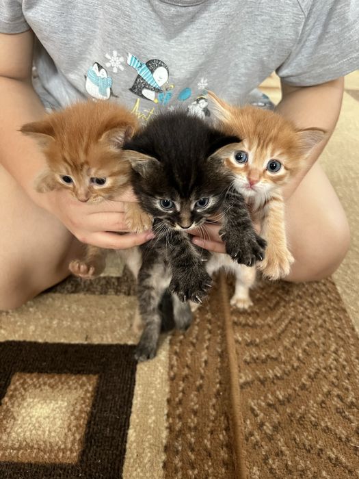 Отдадим котят в добрые руки