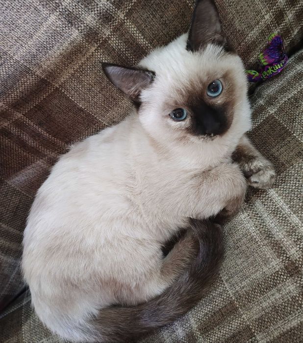 Сиамский котенок
