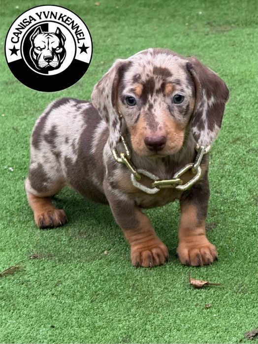 Mascul teckel cioco merle