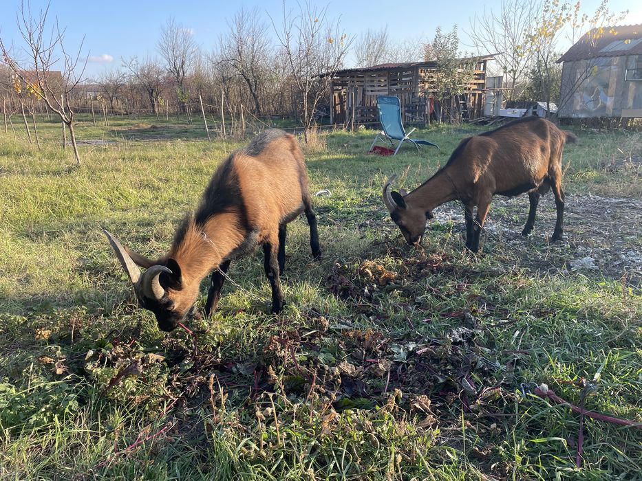 Vând Un Țap De 8 Luni !