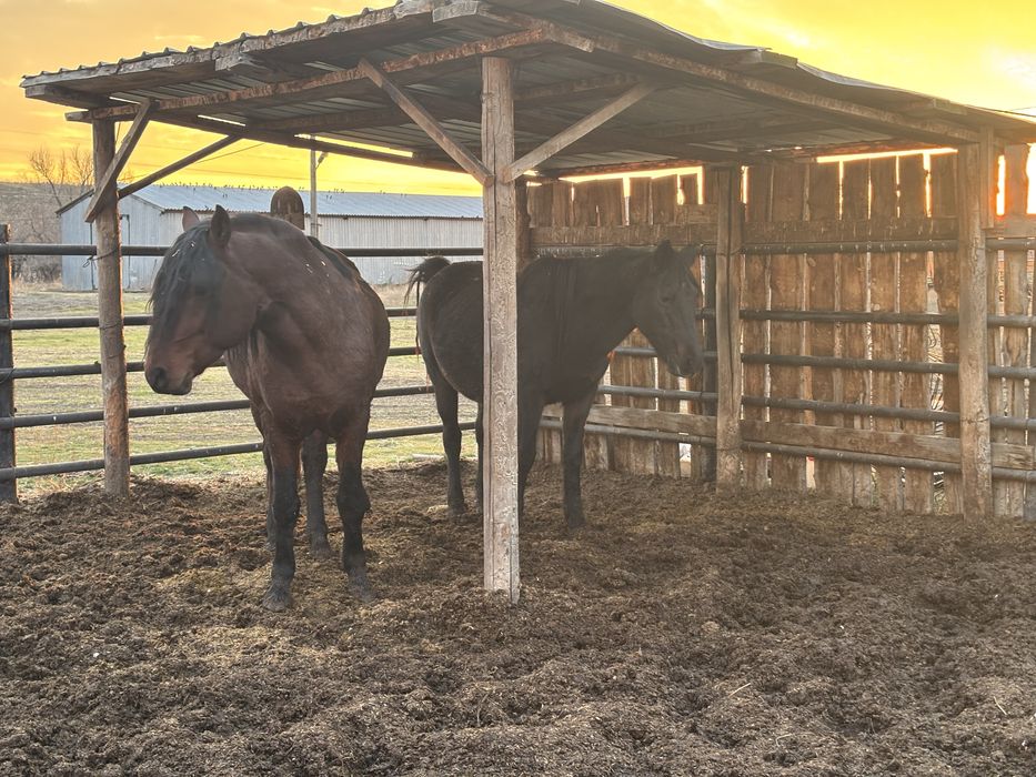 Буаз Бие сатылады жылқы лошадь құлын кабыла ат