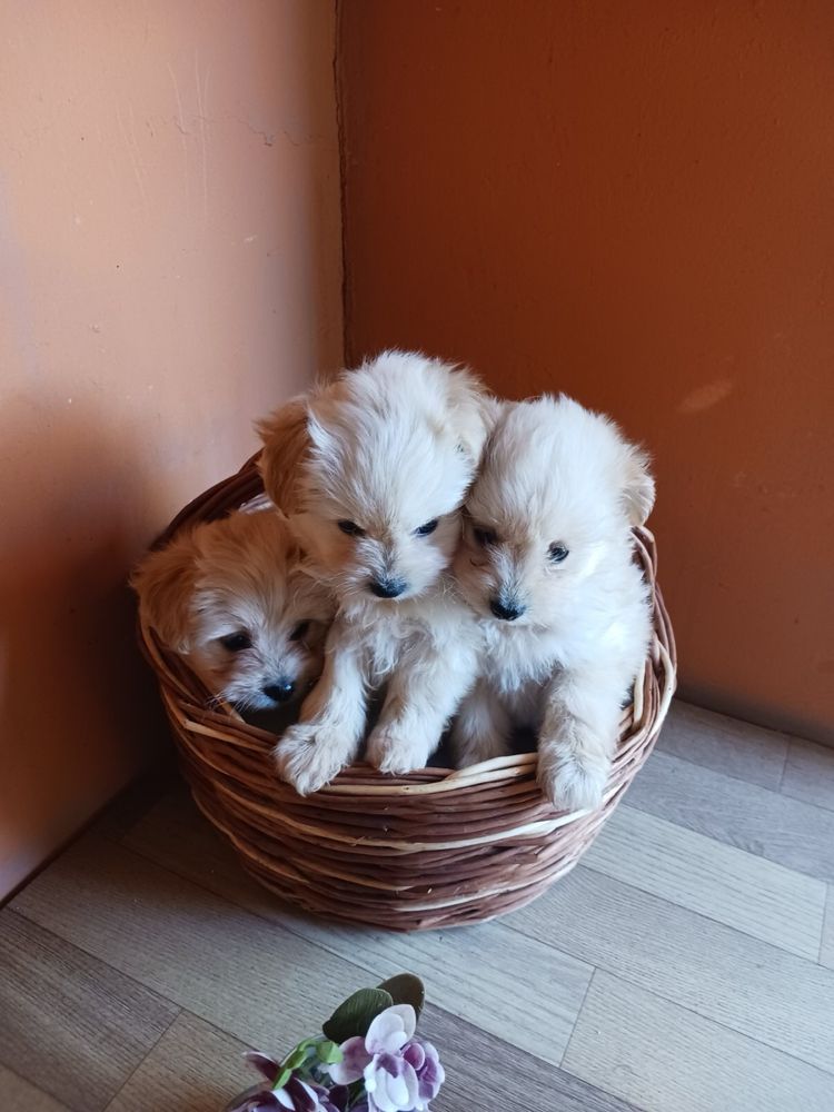 Малки кученца помапу