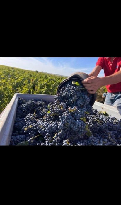Struguri De Vin Producție 2025