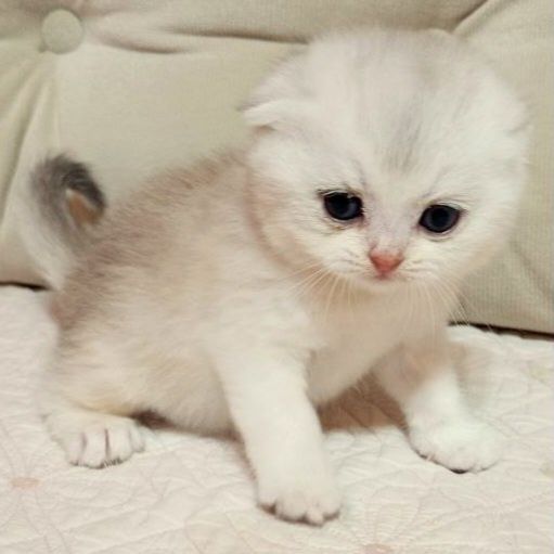 Продаётся чудная девочка скотишфолд,шиншилла.