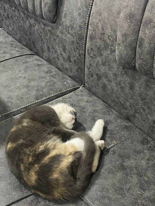 «Только в хорошие руки!  Наш котёнок ждёт своего заботливого хозяина.