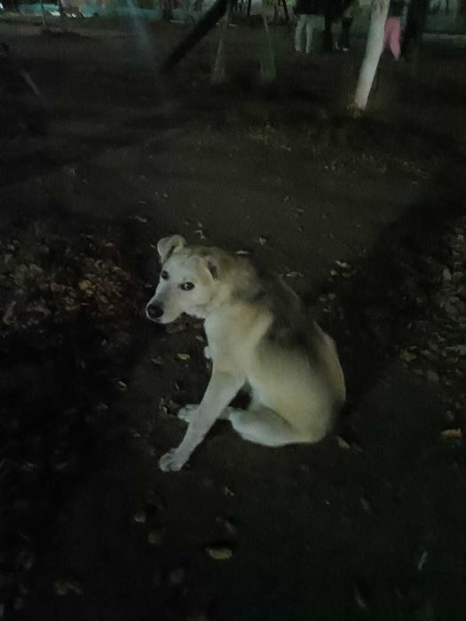 Чей пес? Кто потерял?